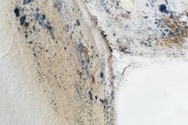 Why You Should Choose Our Mold Remediation Services in Cowan, TN